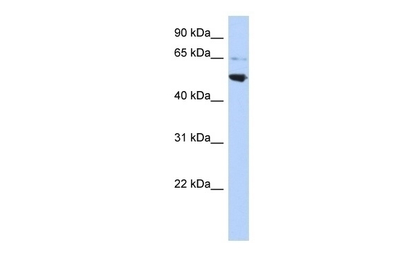 AP3M2 Antibody