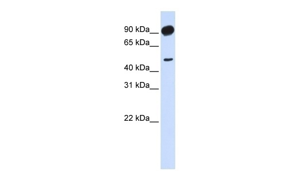 ADD2 Antibody