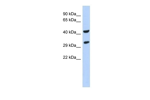 ASB8 Antibody