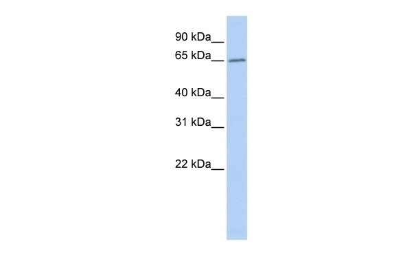 ACOT12 Antibody