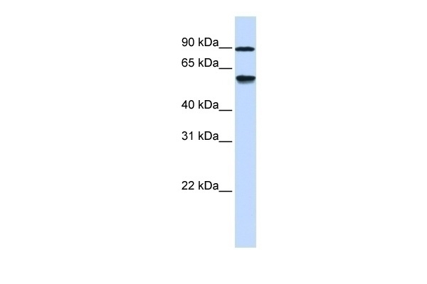 ADHFE1 Antibody