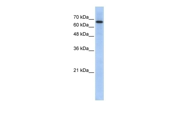 ARHGAP28 Antibody