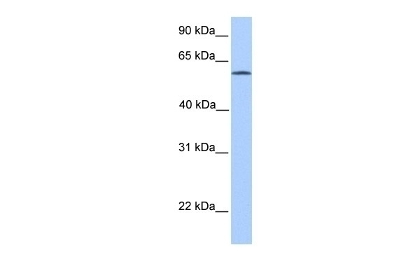 ACSBG2 Antibody