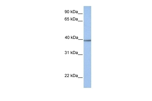 AMT Antibody