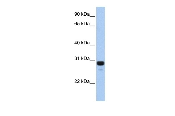 AMN1 Antibody