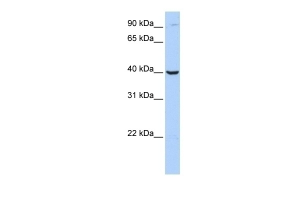 ARG2 Antibody