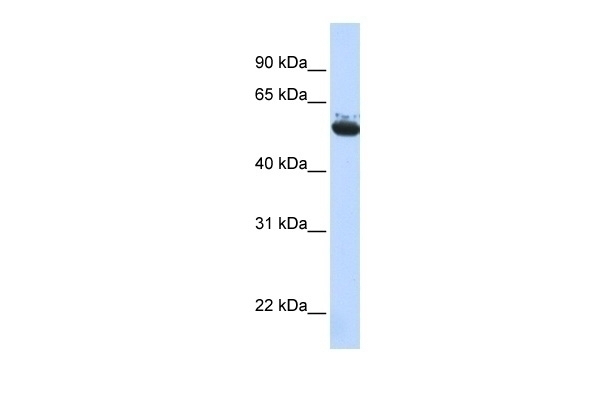 ARCN1 Antibody