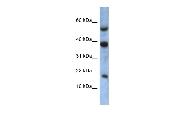 ATXN7L1 Antibody