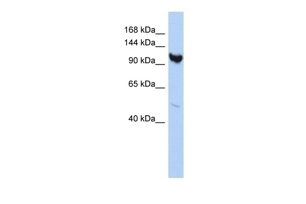ARMC3 Antibody