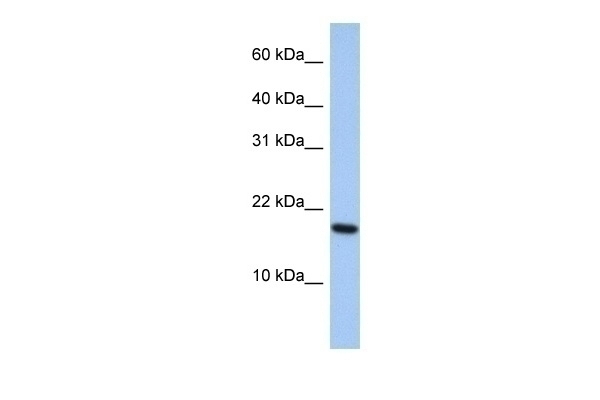 ARL5A Antibody