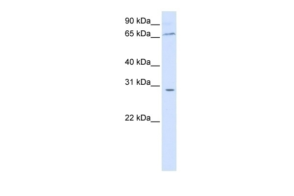 ZBTB48 Antibody