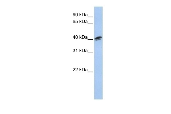 ACTR1A Antibody