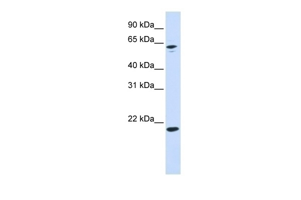 APRT Antibody