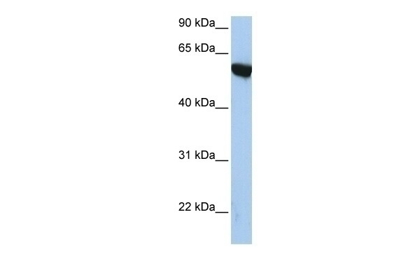 APBA3 Antibody