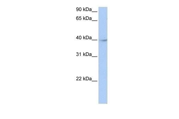 ZBTB6 Antibody