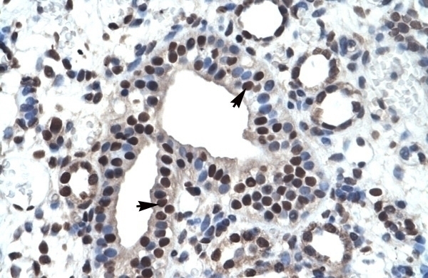 ZNF499 Antibody