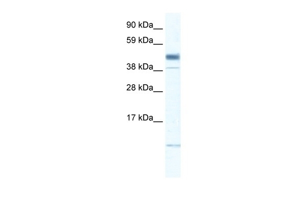 ZMAT1 Antibody