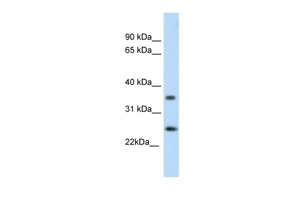 Fadd Antibody