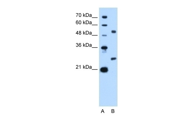 BCL2L1 Antibody