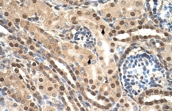 TCEB2 Antibody