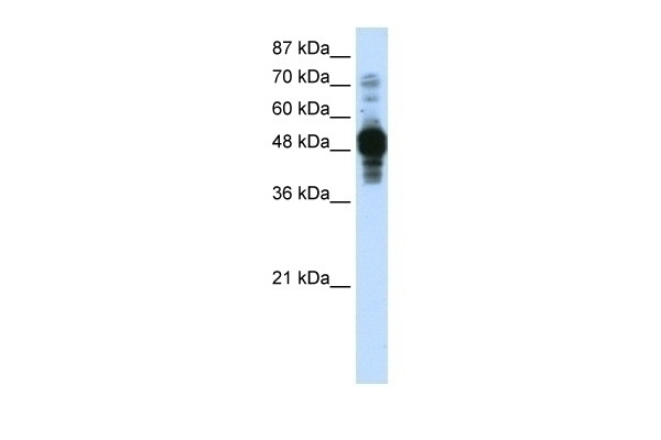 ZNF342 Antibody
