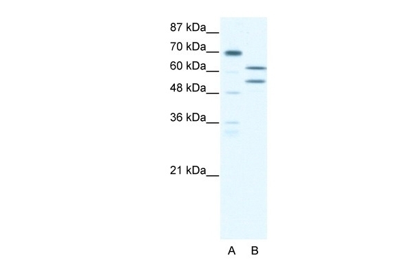 ZNF297B Antibody