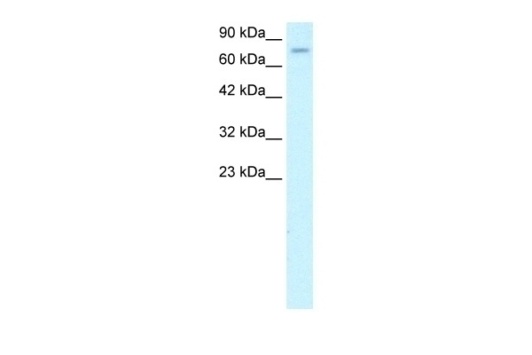 ZFP95 Antibody