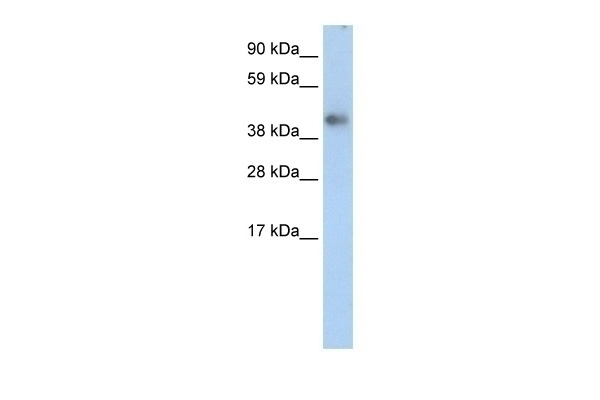 ZNF620 Antibody