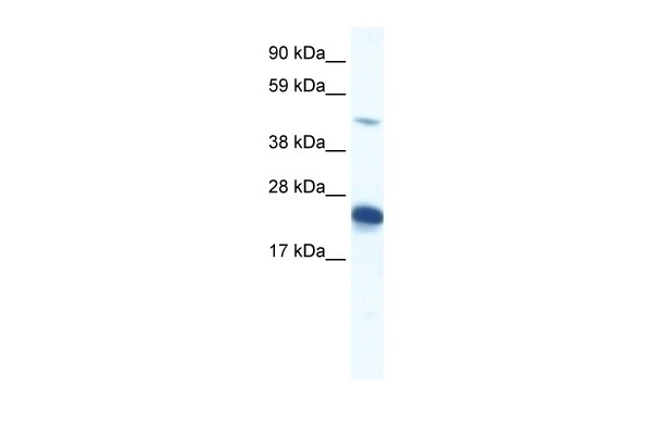 ZFP57 Antibody