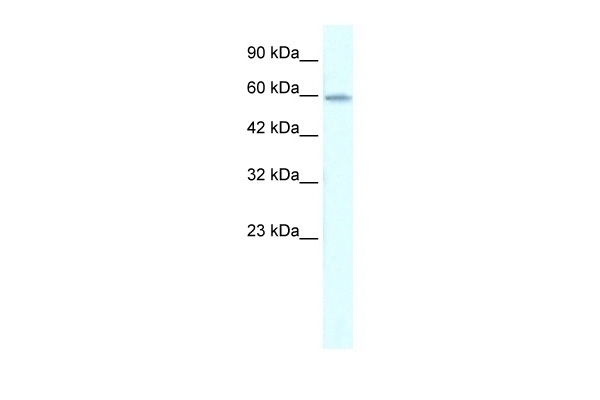 ZNF543 Antibody
