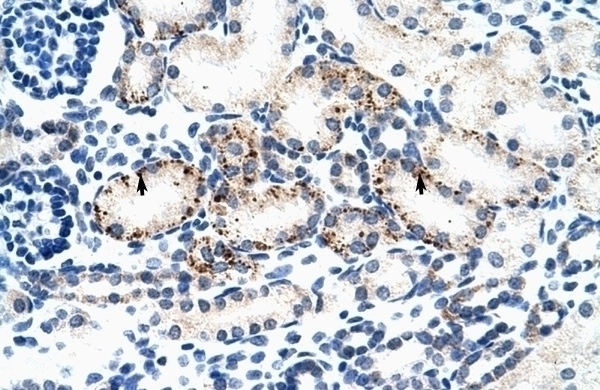 BMP7 Antibody
