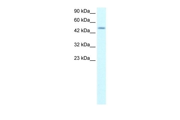 ALX4 Antibody