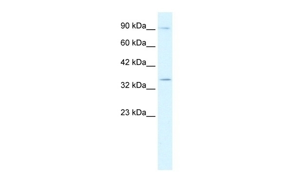 BHLHB5 Antibody