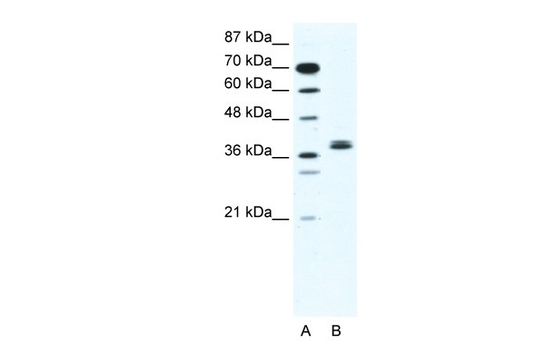 BHLHB5 Antibody