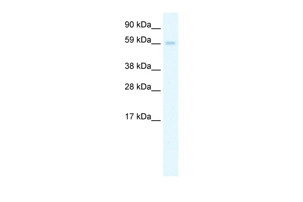 AIRE Antibody