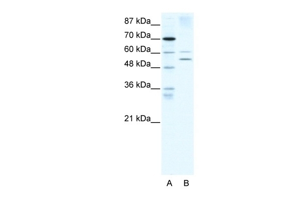 AIRE Antibody
