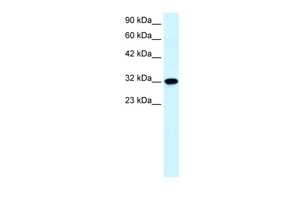AQP7 Antibody