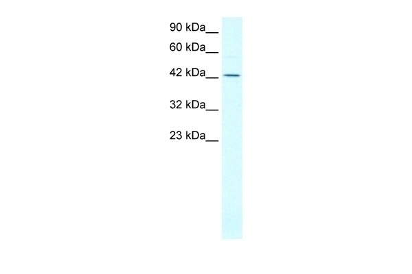 ALF Antibody