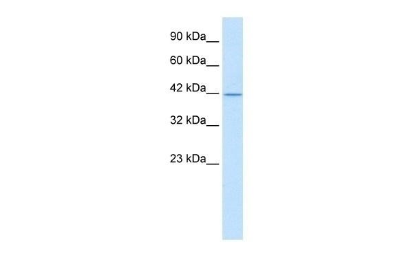 ALF Antibody