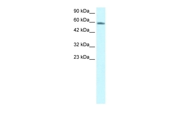 CHES1 Antibody
