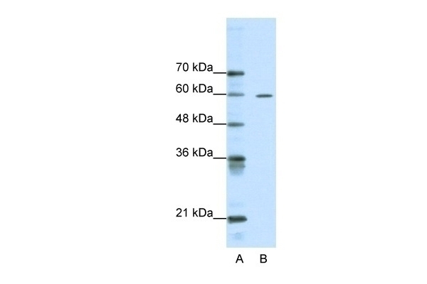 ARID3A Antibody