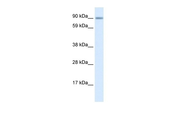 ZNF537 Antibody