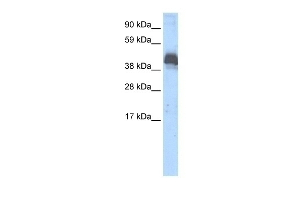 ZNF297B Antibody