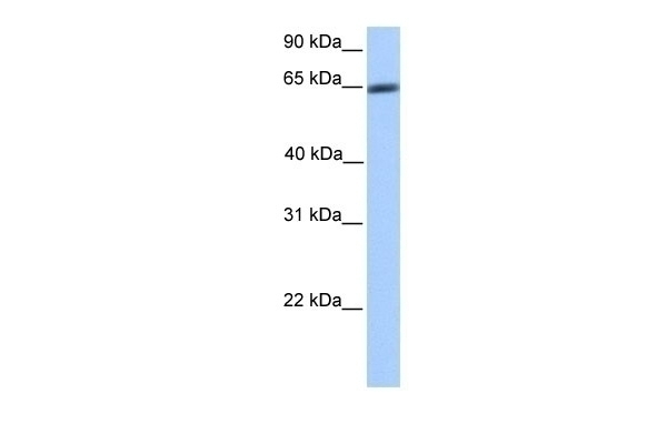 ZNF449 Antibody