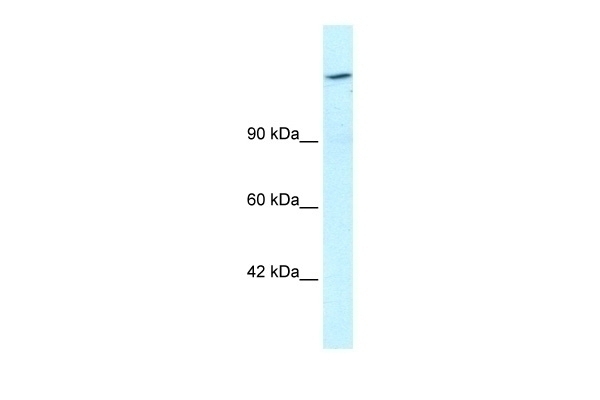 ARID4A Antibody