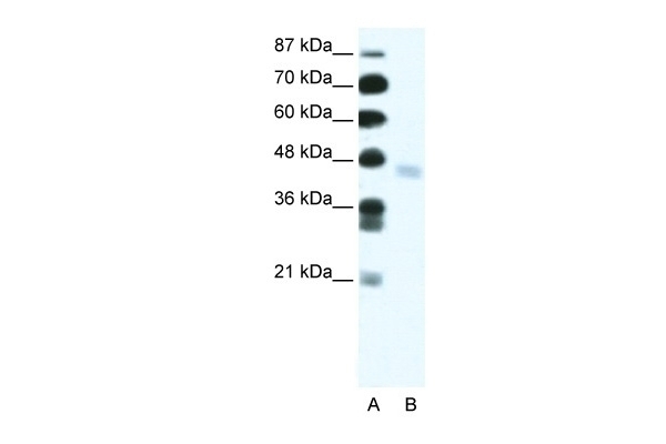 ZNF312 Antibody