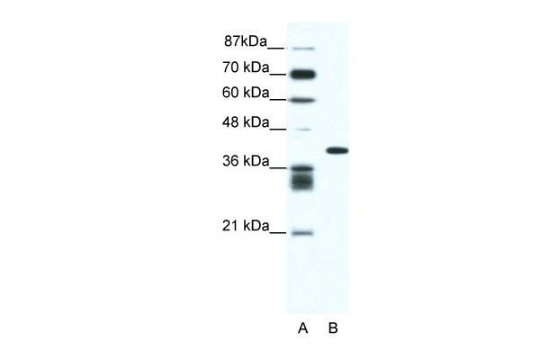 ALX4 Antibody
