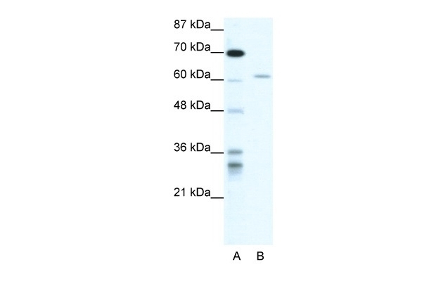 ZNFN1A4 Antibody