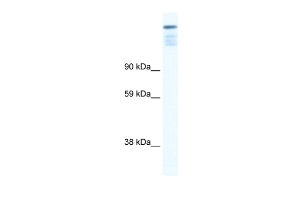 ZFP106 Antibody