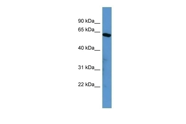 SOX10 Antibody